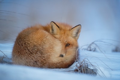 狐狸躺在雪上